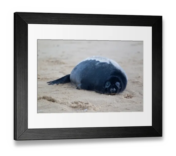 Framed Print : Grey Seal (Halichoerus grypus) two-three week old pup with black fur, resting on beach, Norfolk, England, november