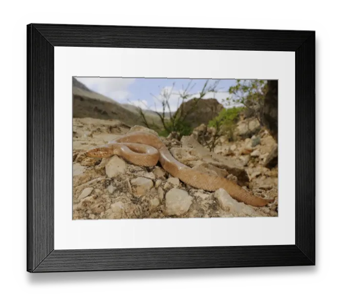 Framed Print : Gunthers Racer (Ditypophis vivax) adult, resting on rocks in habitat, Socotra, Yemen, january Framed Print : Gunthers Racer (Ditypophis vivax) adult, resting on rocks in habitat, Socotra, Yemen, january