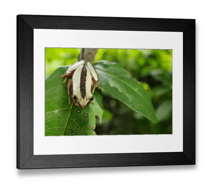 Framed Print : Fornasinis Spiny Reed Frog (Afrixalus fornasini) adult, sitting on leaf, Tanzania