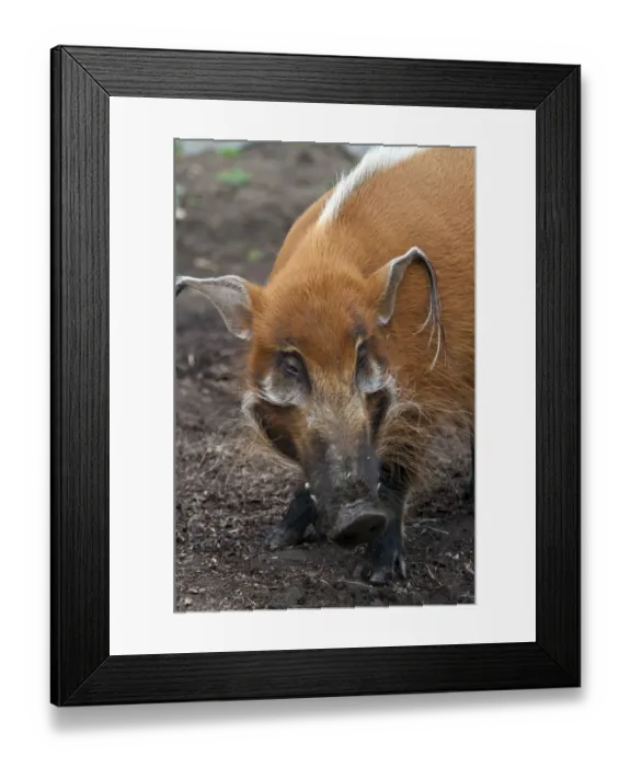 Framed Print : Red River Hog (Potamochoerus porcus) adult, close-up of head (captive) Framed Print : Red River Hog (Potamochoerus porcus) adult, close-up of head (captive)