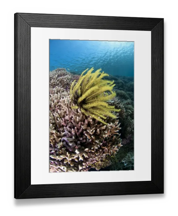 Framed Print : Feather-star (Crinoidea sp. ) on Staghorn Coral (Acropora sp. ) in reef habitat, Bingkudu Island, Penyu Islands