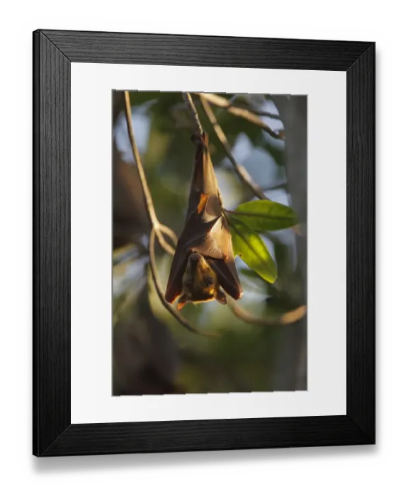 Framed Print : Gambian Epauletted Fruit Bat (Epomophorus gambianus) adult, hanging from tree in evening sunlight, Gambia Framed Print : Gambian Epauletted Fruit Bat (Epomophorus gambianus) adult, hanging from tree in evening sunlight, Gambia