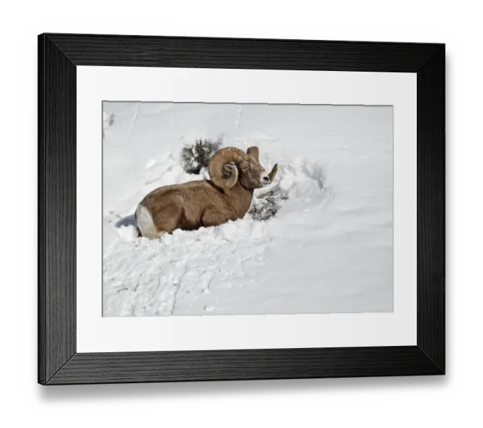 Framed Print : Bighorn Sheep (Ovis canadensis) adult male, laying in deep snow, Yellowstone N. P. Wyoming, U. S. A. february Framed Print : Bighorn Sheep (Ovis canadensis) adult male, laying in deep snow, Yellowstone N. P. Wyoming, U. S. A. february