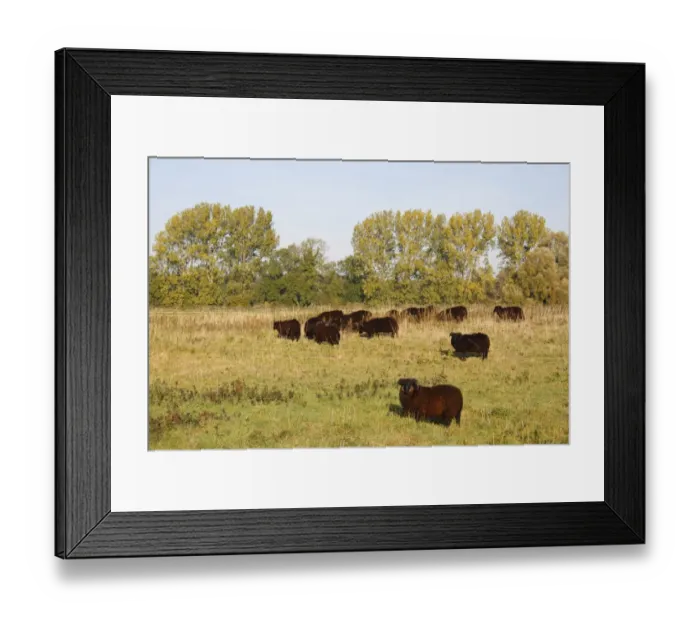Framed Print : Domestic Sheep, Hebridean, flock grazing in breckland pasture, Knettishall Heath Country Park, Suffolk, England Framed Print : Domestic Sheep, Hebridean, flock grazing in breckland pasture, Knettishall Heath Country Park, Suffolk, England