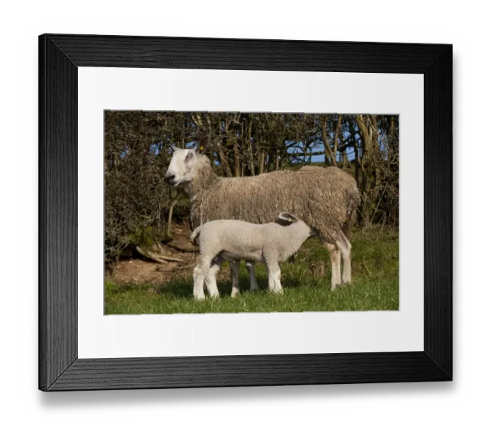 Framed Print : Domestic Sheep, Blue-faced Leicester, ewe with lamb suckling, standing in pasture, England, march