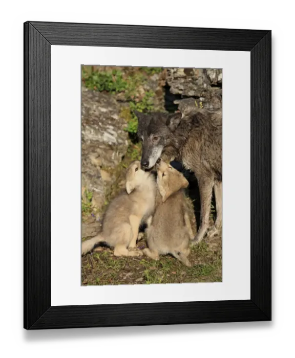 Framed Print : Timber Wolf (Canis lupus) adult female with eight-week old cubs, begging for food, Montana, U. S. A. june (captive) Framed Print : Timber Wolf (Canis lupus) adult female with eight-week old cubs, begging for food, Montana, U. S. A. june (captive)