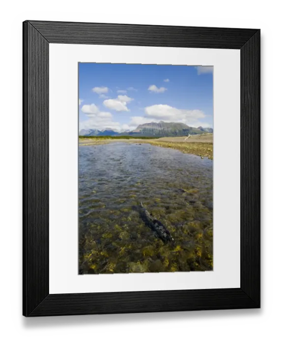 Framed Print : Chum Salmon (Oncorhynchus keta) adult, swimming up coastal creek on spawning migration, Katmai N. P. Alaska, U. S. A Framed Print : Chum Salmon (Oncorhynchus keta) adult, swimming up coastal creek on spawning migration, Katmai N. P. Alaska, U. S. A