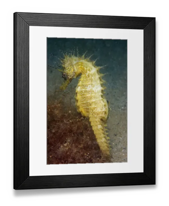 Framed Print : Long-snouted Seahorse (Hippocampus guttulatus) adult, amongst red algae on sandy seabed, Studland Bay, Dorset, England Framed Print : Long-snouted Seahorse (Hippocampus guttulatus) adult, amongst red algae on sandy seabed, Studland Bay, Dorset, England