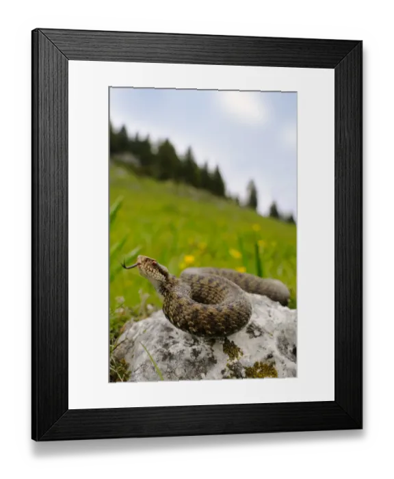 Framed Print : European Adder (Vipera berus) adult female, flicking tongue, on rock in mountain habitat, Italian Alps, Italy, may