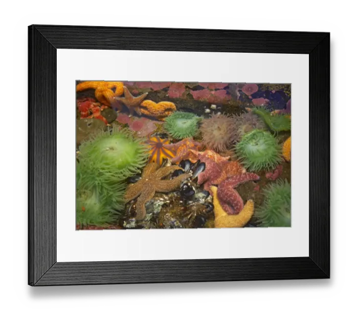 Framed Print : Ochre Seastar (Pisaster ochraceus) and Giant Green Anemone (Anthopleura xanthogrammica) in rockpool, Oregon, U. S. A