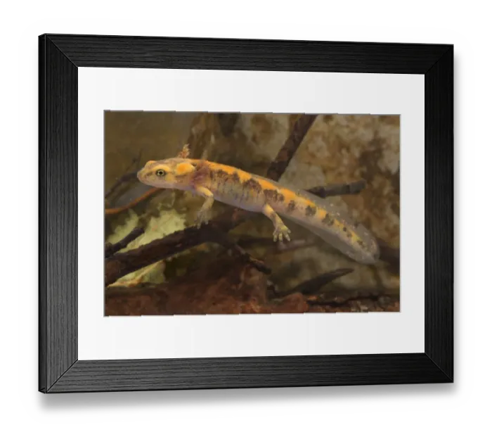 Framed Print : Fire Salamander (Salamandra salamandra) larva, near metamorphosis, swimming, Italy Framed Print : Fire Salamander (Salamandra salamandra) larva, near metamorphosis, swimming, Italy