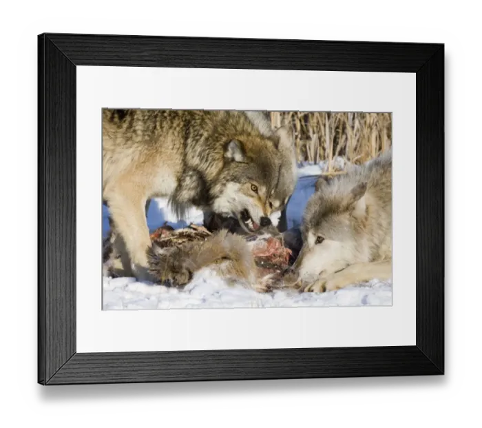 Framed Print : Grey Wolf (Canis lupus) adults, feeding, dominance interaction at kill in snow, Minnesota, U. S. A. january