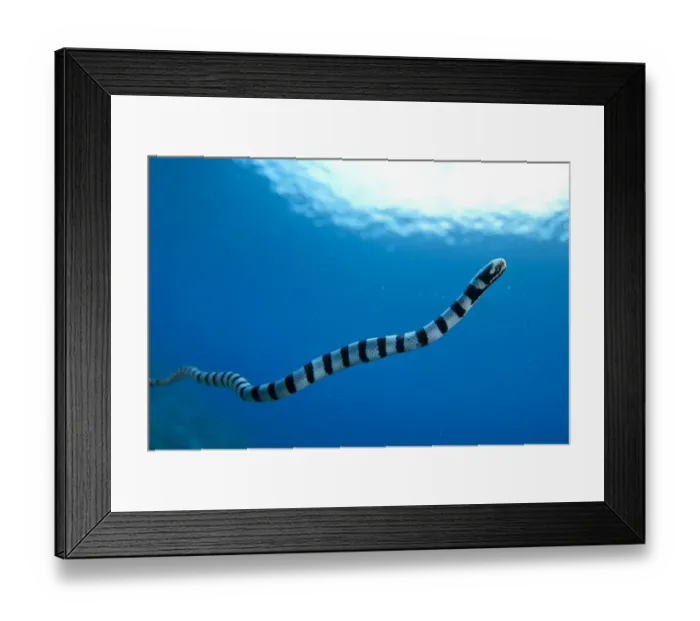 Framed Print : Banded Sea Krait (Laticauda colubrina) adult, swimming in open water, Tanjung Burang, Banda, near Ambon Island Framed Print : Banded Sea Krait (Laticauda colubrina) adult, swimming in open water, Tanjung Burang, Banda, near Ambon Island