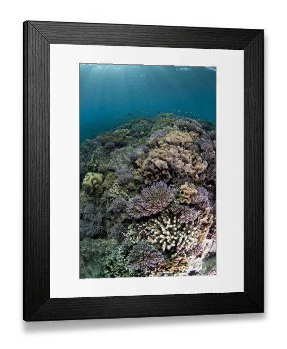 Framed Print : Coral reef habitat with various species of fish, Tutuntute, Wetar Island, Barat Daya Islands, Lesser Sunda Islands Framed Print : Coral reef habitat with various species of fish, Tutuntute, Wetar Island, Barat Daya Islands, Lesser Sunda Islands