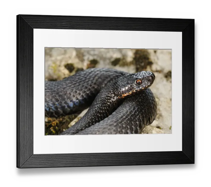 Framed Print : European Adder (Vipera berus) melanic adult, close-up of head, coiled on rock, Italian Alps, Italy, october Framed Print : European Adder (Vipera berus) melanic adult, close-up of head, coiled on rock, Italian Alps, Italy, october