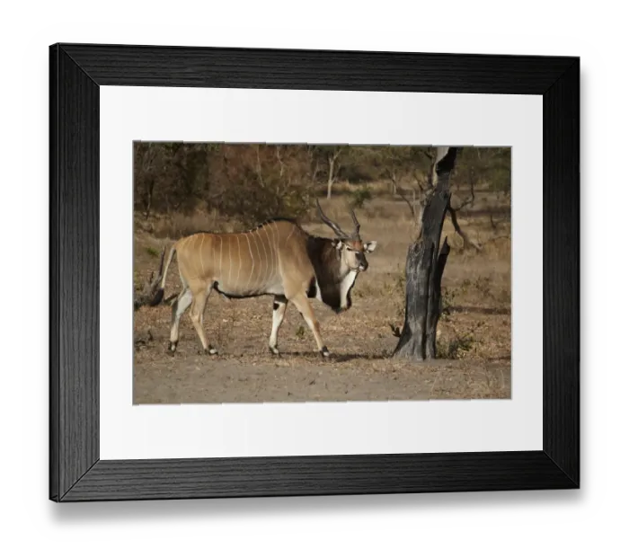 Framed Print : Giant Eland (Taurotragus derbianus) adult male, walking in dry woodland, Fatalah Reserve, Senegal, january Framed Print : Giant Eland (Taurotragus derbianus) adult male, walking in dry woodland, Fatalah Reserve, Senegal, january