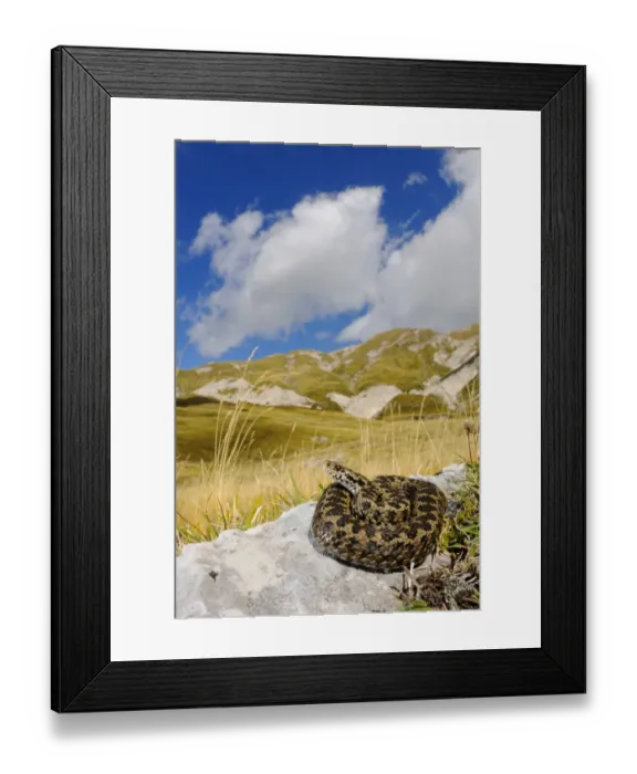 Framed Print : Orsinis Viper (Vipera ursinii) adult, in mountain habitat, Apennines, Italy, september Framed Print : Orsinis Viper (Vipera ursinii) adult, in mountain habitat, Apennines, Italy, september