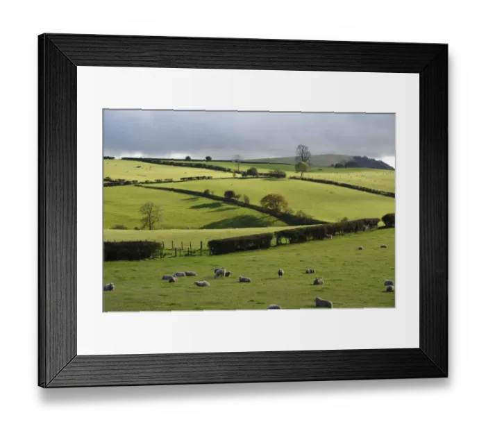 Framed Print : Domestic Sheep, flock in pasture with hedgerows, rain shower clouds over farmland, New Invention, Bucknell, Shropshire Framed Print : Domestic Sheep, flock in pasture with hedgerows, rain shower clouds over farmland, New Invention, Bucknell, Shropshire