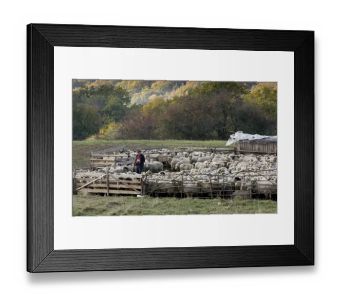 Framed Print : Domestic Sheep, communal flock, being marked by shepherd, at traditional sheep-fold, near Saschiz, Transylvania