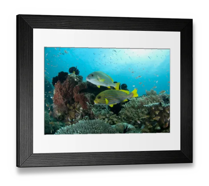 Framed Print : Ribboned Sweetlips (Plectorhinchus polytaenia) and Yellow-striped Sweetlips (Plectorhinchus chrysotaenia) adults Framed Print : Ribboned Sweetlips (Plectorhinchus polytaenia) and Yellow-striped Sweetlips (Plectorhinchus chrysotaenia) adults