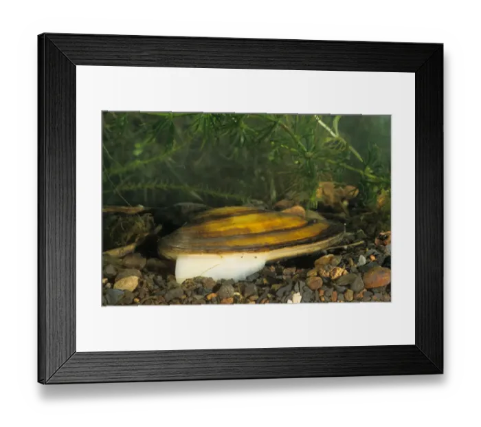 Framed Print : Swan Mussel (Anodonta cygnea) adult, extending foot, South Yorkshire, England Framed Print : Swan Mussel (Anodonta cygnea) adult, extending foot, South Yorkshire, England