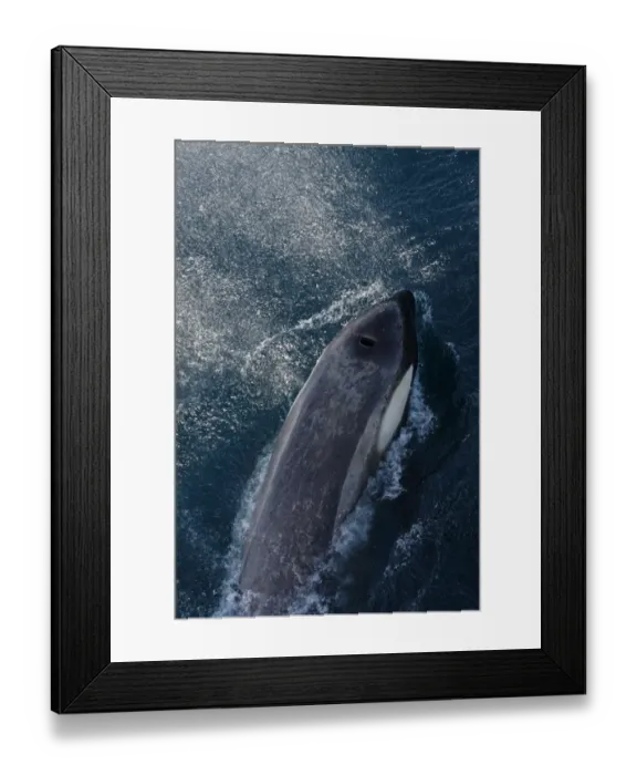Framed Print : Killer Whale (Orcinus orca) Antarctic Type B, adult female, surfacing, Antarctic Peninsula, Antarctica, december Framed Print : Killer Whale (Orcinus orca) Antarctic Type B, adult female, surfacing, Antarctic Peninsula, Antarctica, december