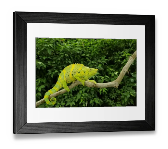 Framed Print : Mellers Giant Chameleon (Trioceros melleri) adult, climbing on branch, Tanzania Framed Print : Mellers Giant Chameleon (Trioceros melleri) adult, climbing on branch, Tanzania