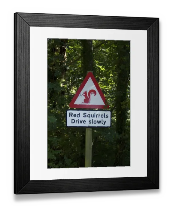 Framed Print : Eurasian Red Squirrel (Sciurus vulgaris) Drive Slowly warning sign for drivers, with steering wheel added Framed Print : Eurasian Red Squirrel (Sciurus vulgaris) Drive Slowly warning sign for drivers, with steering wheel added