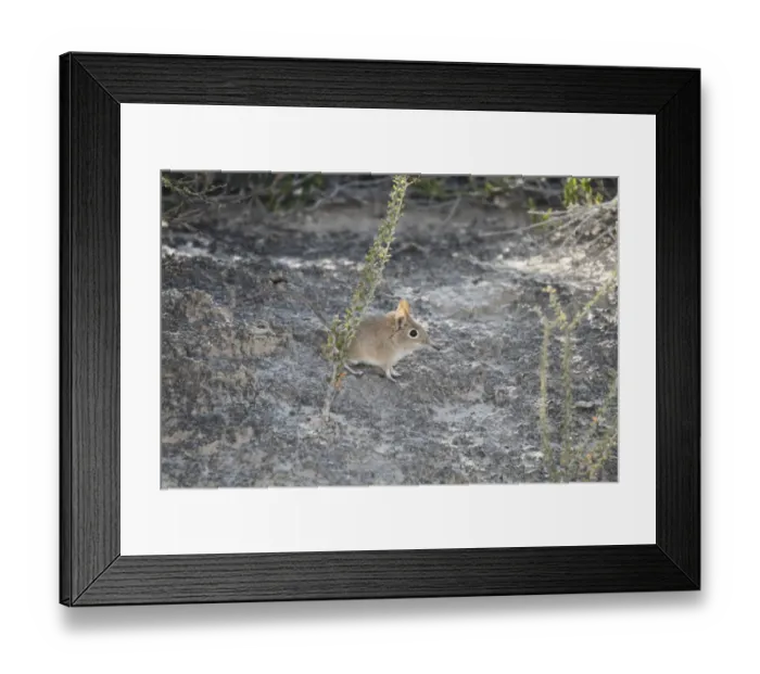 Framed Print : Bushveld Elephant Shrew (Elephantulus intufi) adult, standing, Kalahari Gemsbok N. P Framed Print : Bushveld Elephant Shrew (Elephantulus intufi) adult, standing, Kalahari Gemsbok N. P