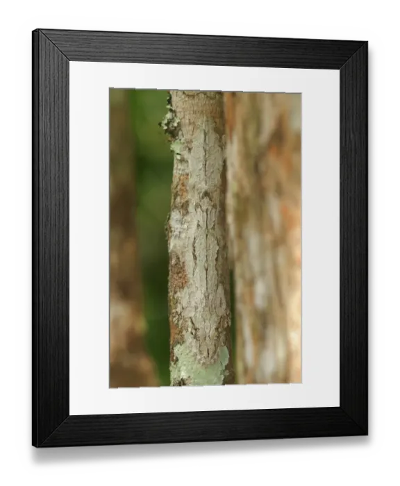 Framed Print : Giant Leaf-tailed Gecko (Uroplatus fimbriatus) adult, camouflaged on tree trunk in primary rainforest Framed Print : Giant Leaf-tailed Gecko (Uroplatus fimbriatus) adult, camouflaged on tree trunk in primary rainforest