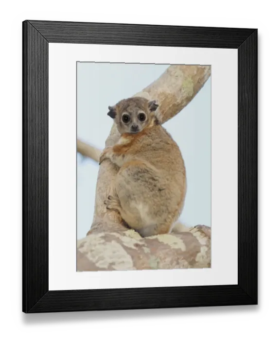Framed Print : Hubbards Sportive Lemur (Lepilemur hubbardorum) adult, clinging to baobab tree branch in spiny forest Framed Print : Hubbards Sportive Lemur (Lepilemur hubbardorum) adult, clinging to baobab tree branch in spiny forest
