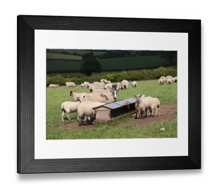 Framed Print : Domestic Sheep, ewes with lambs, lambs feeding at creep feeder, which allows lambs to feed but not ewes, Devon Framed Print : Domestic Sheep, ewes with lambs, lambs feeding at creep feeder, which allows lambs to feed but not ewes, Devon