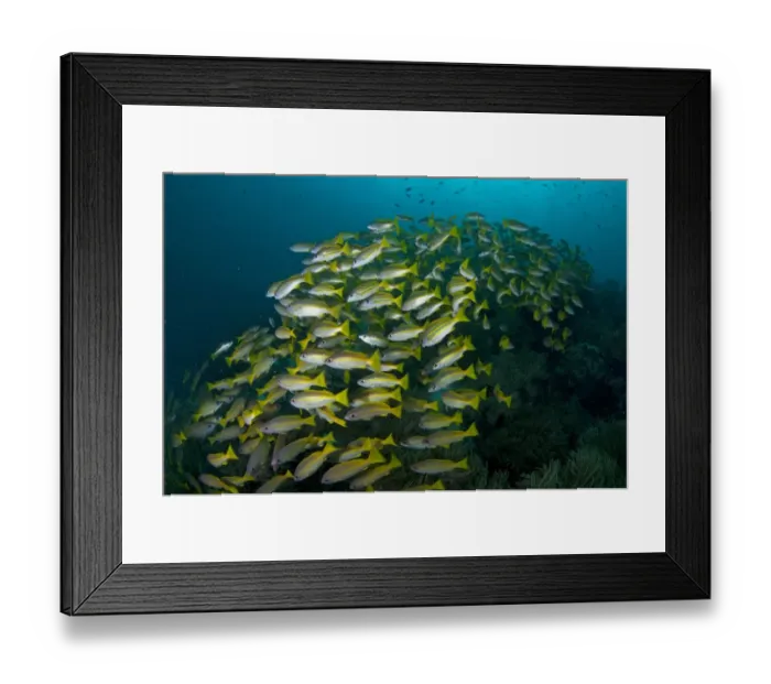 Framed Print : Bluestripe Snapper (Lutjanus kasmira) adults, school swimming over reef, Mioskon, Dampier Straits, Raja Ampat Framed Print : Bluestripe Snapper (Lutjanus kasmira) adults, school swimming over reef, Mioskon, Dampier Straits, Raja Ampat