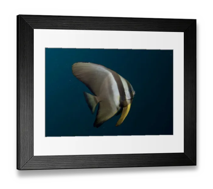 Framed Print : Golden Spadefish (Platax boersii) juvenile, swimming in open water, Mioskon, Dampier Straits, Raja Ampat, West Papua Framed Print : Golden Spadefish (Platax boersii) juvenile, swimming in open water, Mioskon, Dampier Straits, Raja Ampat, West Papua