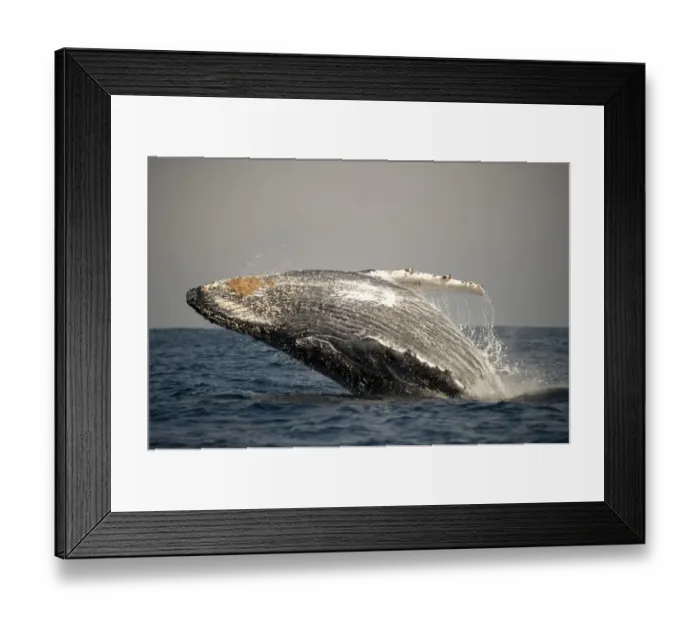 Framed Print : Humpback Whale (Megaptera novaeangliae) adult, breaching at surface of sea, offshore Port St