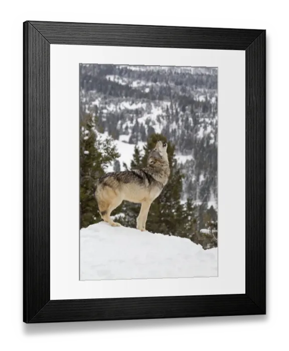 Framed Print : Grey Wolf (Canis lupus) adult, howling, standing in snow, Montana, U. S. A, january (captive) Framed Print : Grey Wolf (Canis lupus) adult, howling, standing in snow, Montana, U. S. A, january (captive)