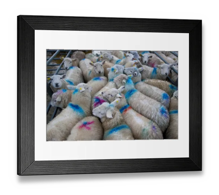 Framed Print : Domestic Sheep, lambs, flock spray marked in pens at market, Welshpool Livestock Market, Welshpool, Powys, Wales Framed Print : Domestic Sheep, lambs, flock spray marked in pens at market, Welshpool Livestock Market, Welshpool, Powys, Wales