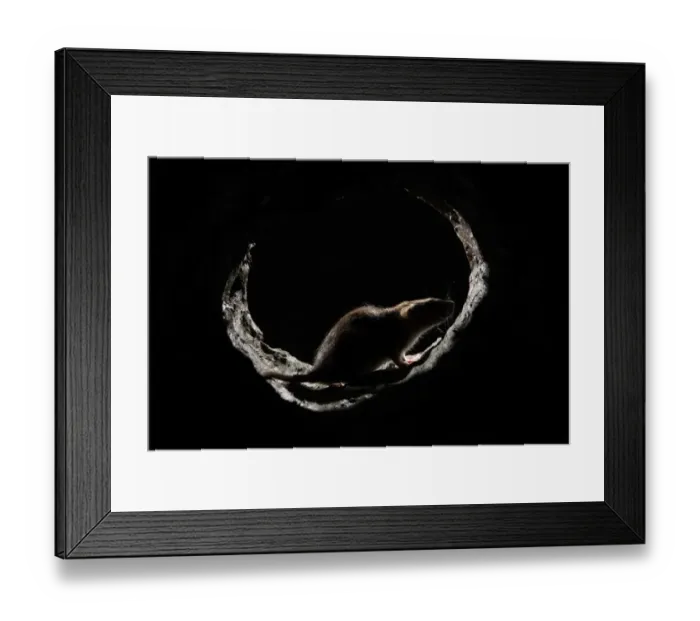 Framed Print : Brown Rat (Rattus norvegicus) adult, backlit, standing in drainpipe, England, august (captive) Framed Print : Brown Rat (Rattus norvegicus) adult, backlit, standing in drainpipe, England, august (captive)