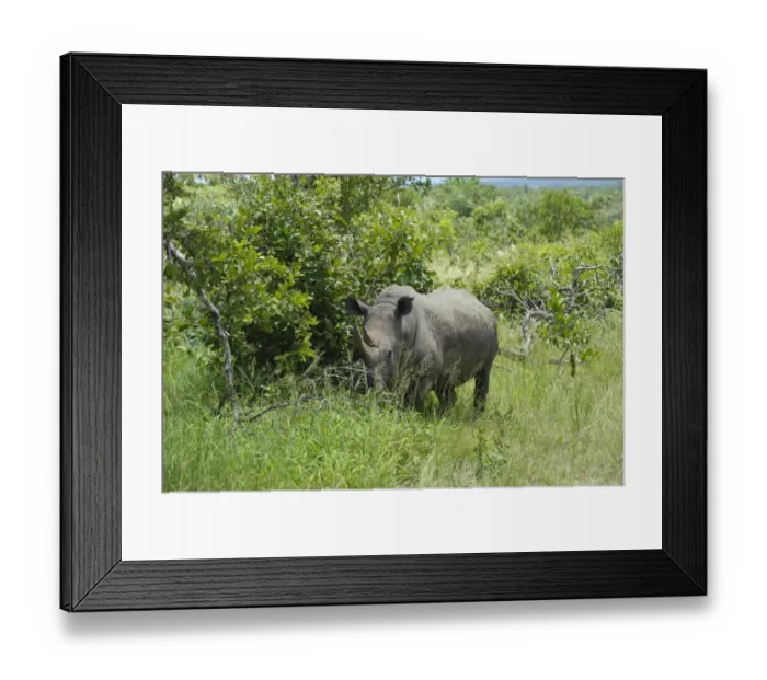 Framed Print : White Rhinoceros (Ceratotherium simum) adult, standing in long grass, Kruger N. P. Mpumalanga, South Africa Framed Print : White Rhinoceros (Ceratotherium simum) adult, standing in long grass, Kruger N. P. Mpumalanga, South Africa
