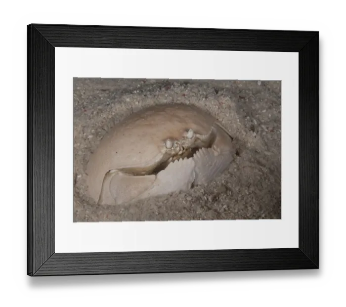 Framed Print : Box Crab (Calappa calappa) adult, buried in sand, Mabul Island, Sabah, Borneo, Malaysia