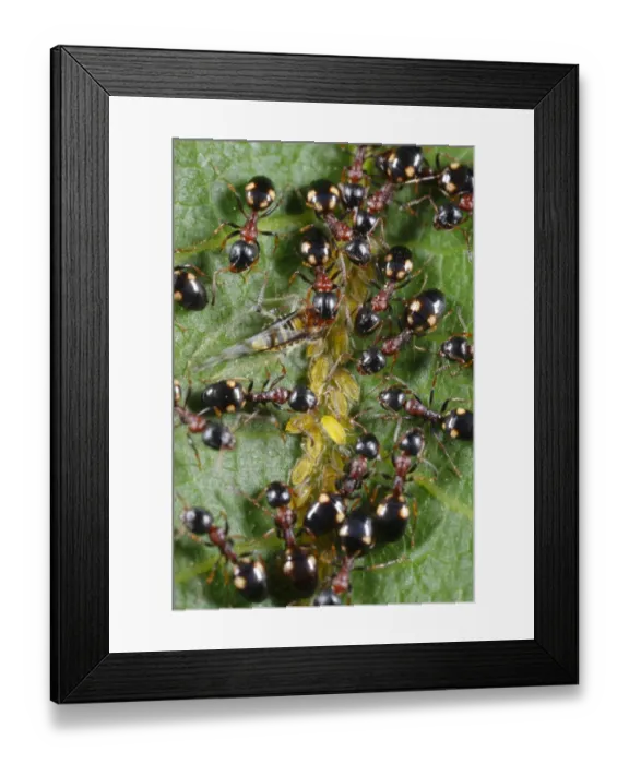 Framed Print : Tree-living Ant (Dolichoderus quadripunctatus) adult workers, farming aphids on walnut leaf, Causse de Gramat Framed Print : Tree-living Ant (Dolichoderus quadripunctatus) adult workers, farming aphids on walnut leaf, Causse de Gramat