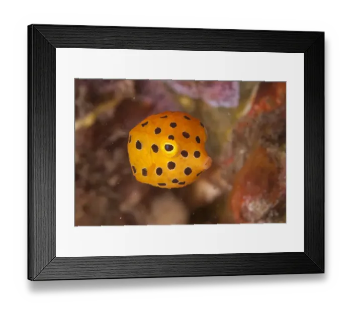 Framed Print : Yellow Boxfish (Ostracion cubicus) juvenile, swimming in reef, Reta Island, Alor Archipelago, Lesser Sunda Islands Framed Print : Yellow Boxfish (Ostracion cubicus) juvenile, swimming in reef, Reta Island, Alor Archipelago, Lesser Sunda Islands