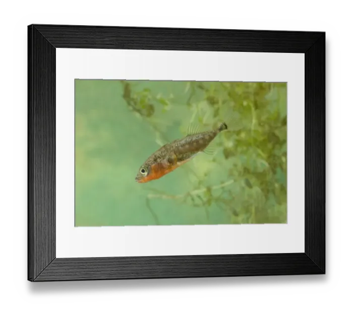Framed Print : Three-spined Stickleback (Gasterosteus aculeatus) adult male, in in spawning colour, swimming, England Framed Print : Three-spined Stickleback (Gasterosteus aculeatus) adult male, in in spawning colour, swimming, England