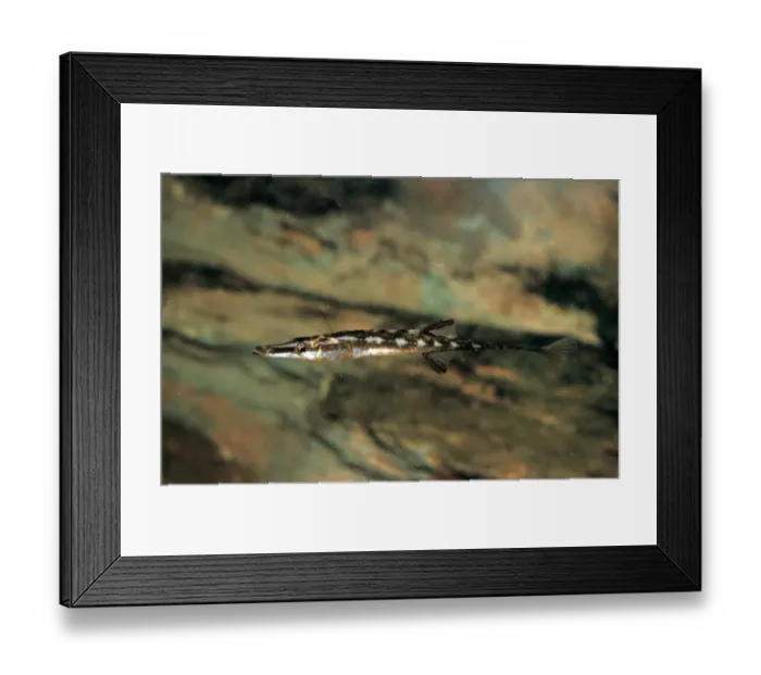 Framed Print : Fish - Stickleback Fifteen-spined(Spinachia spinachia) backing with pectorals Framed Print : Fish - Stickleback Fifteen-spined(Spinachia spinachia) backing with pectorals