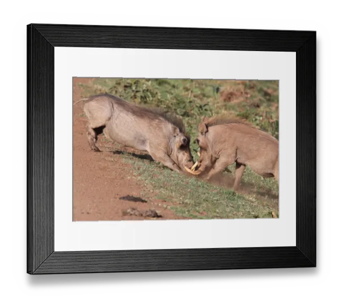 Framed Print : Common Warthog (Phacochoerus africanus) two adult males, fighting on track, Aberdare N. P Framed Print : Common Warthog (Phacochoerus africanus) two adult males, fighting on track, Aberdare N. P