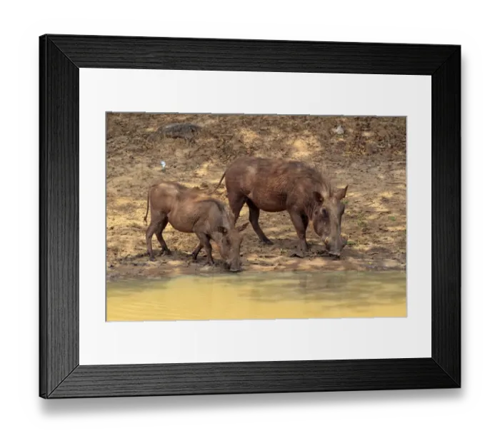 Framed Print : Common Warthog (Phacochoerus africanus) adult female with immature, drinking at waterhole, Mkuze, Natal, South Africa