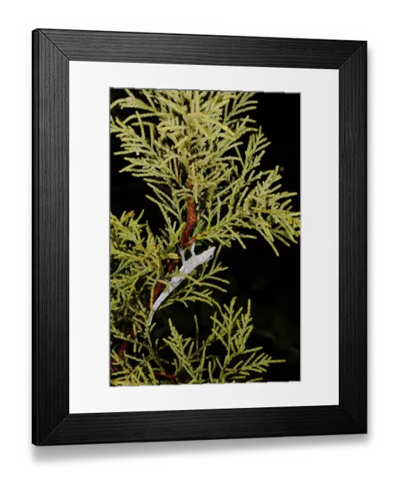 Framed Print : Socotra Rock Gecko (Pristurus sokotranus) adult, hanging under branch at night