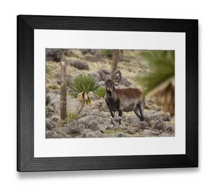 Framed Print : Walia Ibex (Capra walie) adult male, feeding on giant lobelia leaves, Simien Mountains, Ethiopia Framed Print : Walia Ibex (Capra walie) adult male, feeding on giant lobelia leaves, Simien Mountains, Ethiopia