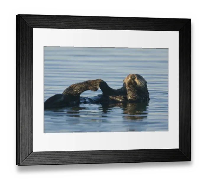 Framed Print : Sea Otter (Enhydra lutris) adult, feeding at surface of sea, Pacific Ocean, Southern California, U. S. A. november Framed Print : Sea Otter (Enhydra lutris) adult, feeding at surface of sea, Pacific Ocean, Southern California, U. S. A. november