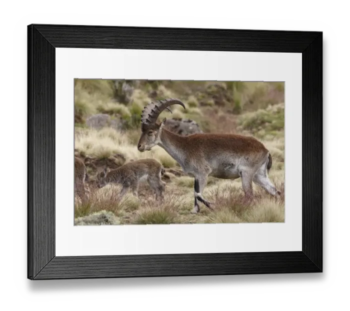 Framed Print : Walia Ibex (Capra walie) immature male, walking in herd of female with young, Simien Mountains, Ethiopia